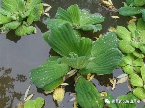 魚池植物|魚池裡養什麼水生植物，哪些水草好養精選